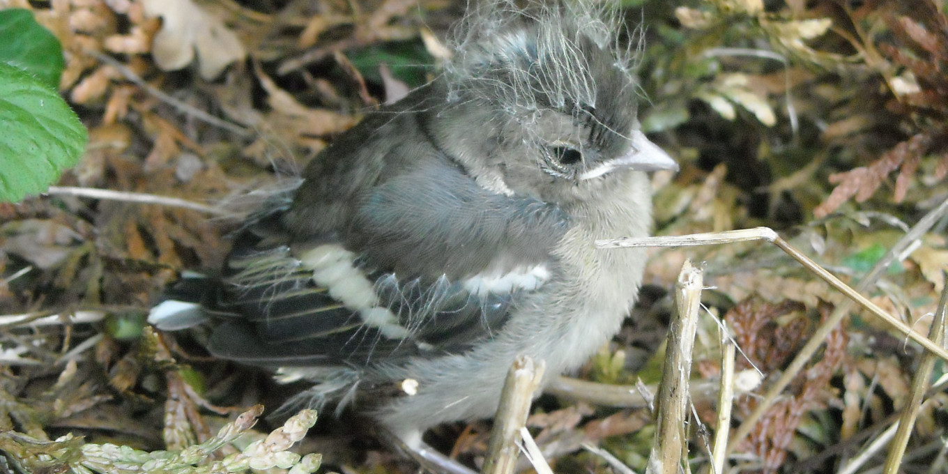 Que faire si vous trouvez un jeune animal sauvage ?